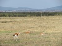 0030 Safari im Solio Nationalpark - Thomsen-Gazellen