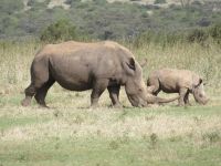 0031 Safari im Solio Nationalpark - Breitmaul-Nashörner