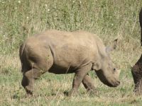 0032 Safari im Solio Nationalpark - Breitmaul-Nashörner - Jungtier