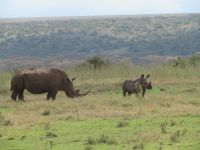 0033 Safari im Solio Nationalpark - Breitmaul-Nashörner