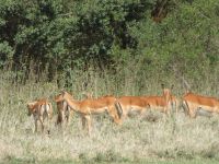 0036 Safari im Solio Nationalpark -Impalas