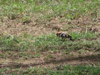 0041 Safari im Solio Nationalpark - Wiedehopf