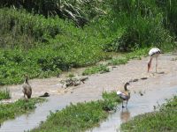 0043 Safari im Solio Nationalpark - Nimmersattstorch und Nilgänse