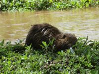 0045 Safari im Solio Nationalpark - Kurio (Nutria)