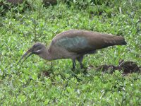 0048 Safari im Solio Nationalpark - Hagedasch