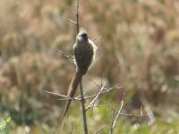 0049 Safari im Solio Nationalpark - Mausvogel)