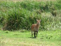 0050 Safari im Solio Nationalpark - Wasserbock