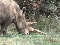 0052 Safari im Solio Nationalpark - Breitmaul-Nashorn