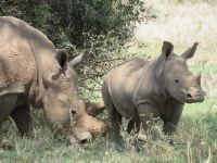0053 Safari im Solio Nationalpark - Breitmaul-Nashörner