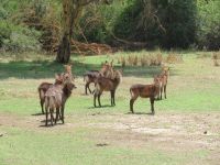 0054 Safari im Solio Nationalpark - Wasserböcke