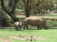 0056 Safari im Solio Nationalpark - Breitmaul-Nashörner