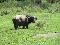 0057 Safari im Solio Nationalpark - Büffel