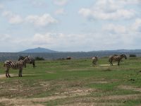 0058 Safari im Solio Nationalpark - 