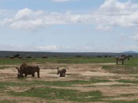0060 Safari im Solio Nationalpark - Breitmaul-Nashörner soweit das Auge reicht 