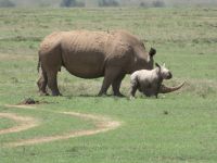 0061 Safari im Solio Nationalpark - Breitmaul-Nashörner