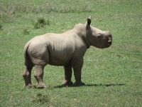 0062 Safari im Solio Nationalpark - Breitmaul-Nashorn-Baby ca. 1 Woche alt