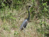 0064 Safari im Solio Nationalpark - Schlangenhalsreiher