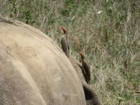 0066 Safari im Solio Nationalpark - Madenpicker auf einem Nashorn