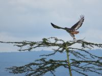 0075 Fahrt zum Nakuru-See - Adler