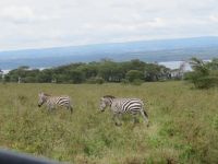 0077 Nakuru-Nationalpark -Zebras