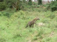 0080 Nakuru-Nationalpark -Tüpfel-Hyäne