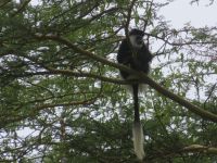 0081 Nakuru-Nationalpark -Colobusaffe