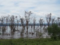 0082 Nakuru-Nationalpark -Lake Nakuru