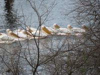 0084 Nakuru-Nationalpark -Lake Nakuru Pelikane