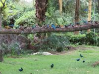 0087 Nakuru-Nationalpark - Vogelfütterung in der Lodge