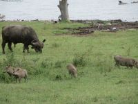 0089 Nakuru-Nationalpark -Lake Nakuru Büffel und Warzenschweine