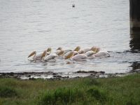 0092 Nakuru-Nationalpark -Lake Nakuru Pelikane