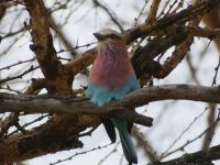 0093 Nakuru-Nationalpark -Lake Nakuru Gabelrake