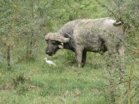 0095 Nakuru-Nationalpark -Lake Nakuru Büffel und Kuhreiher