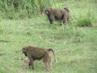 0096 Nakuru-Nationalpark -Paviane