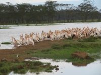 0099 Nakuru-Nationalpark - Lake Nakuru - Pelikane