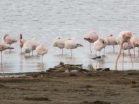 0100 Nakuru-Nationalpark - Lake Nakuru - Flamingos