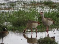 0101 Nakuru-Nationalpark - Lake Nakuru - Nilgänse