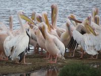 0102 Nakuru-Nationalpark - Lake Nakuru - Pelikane