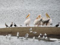 0104 Nakuru-Nationalpark - Lake Nakuru
