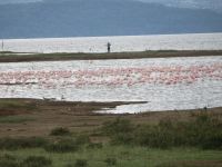0106 Nakuru-Nationalpark - Lake Nakuru