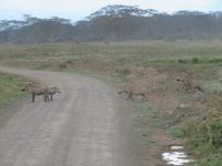 0107 Nakuru-Nationalpark - Warzenschweine