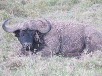 0109 Nakuru-Nationalpark - Büffel nach einem Schlammbad