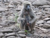 0116 Nakuru-Nationalpark - Makalia Falls - Paviane