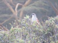 0118 Nakuru-Nationalpark - Kuckuck