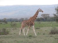 0120 Nakuru-Nationalpark - Rotschild-Giraffe