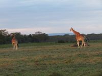 0122 Nakuru-Nationalpark - Rotschild-Giraffe
