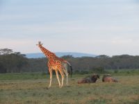 0123 Nakuru-Nationalpark - Rotschild-Giraffe