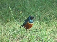 0127 Nakuru-Nationalpark - Glanzstar