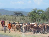 0131 Fahrt in die Massai Mara