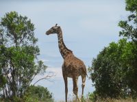 0133 Safari in der Massai Mara - Massai-Mara-Giraffe